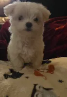 Daisy, a female Maltese for sale in Albany, GA – Photo 4 of 5