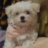 Daisy, a female Maltese for sale in Albany, GA – Photo 3 of 4