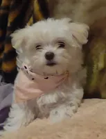 Daisy, a female Maltese for sale in Albany, GA – Photo 2 of 5