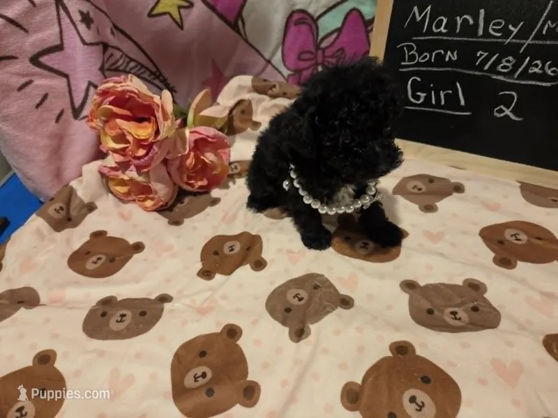Marley 1 – Poodle - Toy  puppy for sale in Aiken, SC
