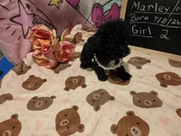 Marley 1, a female Poodle - Toy  for sale in Aiken, SC – 1 of 5
