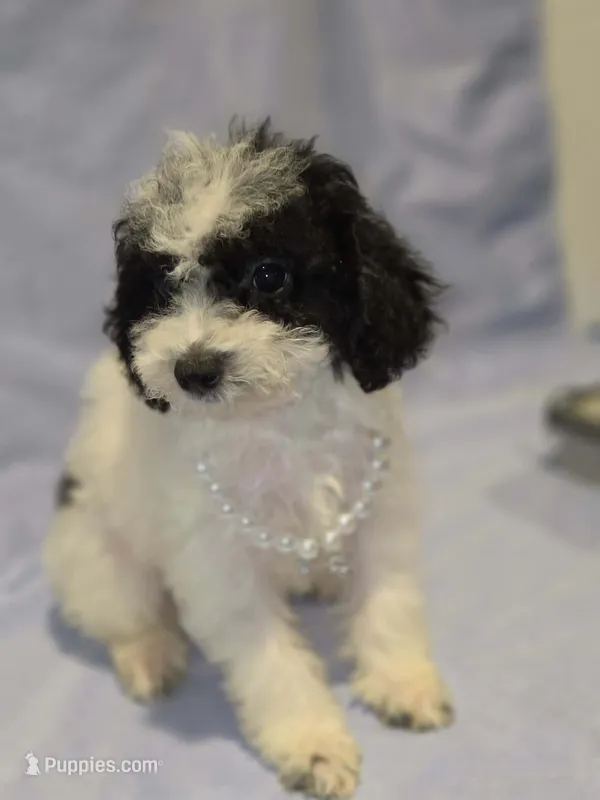 Parti/Girl – Poodle - Toy  puppy for sale in Aiken, SC