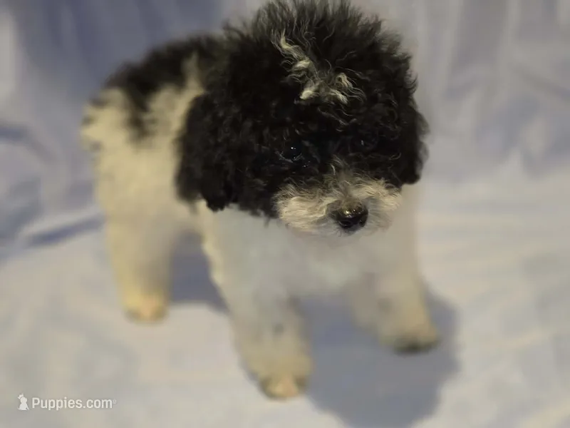 Parti ~ Boy – Poodle - Toy  puppy for sale in Aiken, SC