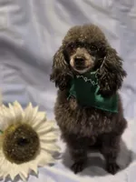 Marley 3 boy, a female Poodle - Toy  for sale in Aiken, SC – 4 of 4