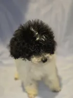 Parti ~ Boy, a male Poodle - Toy  for sale in Aiken, SC – 3 of 6