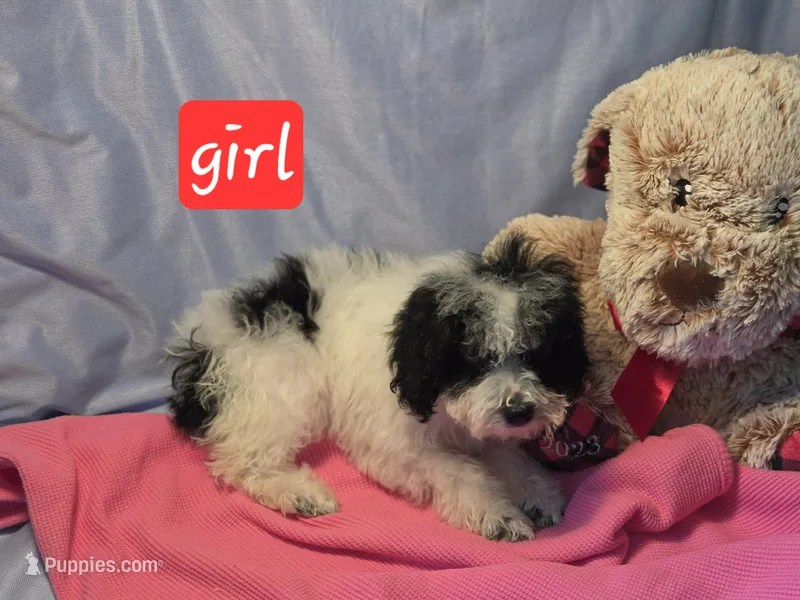 Party Girl  CKC Reg – Poodle - Toy  puppy for sale in Aiken, SC