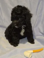 Delilah ~  Boy  CKC  on hold , a male Poodle - Toy  for sale in Aiken, SC – 2 of 4