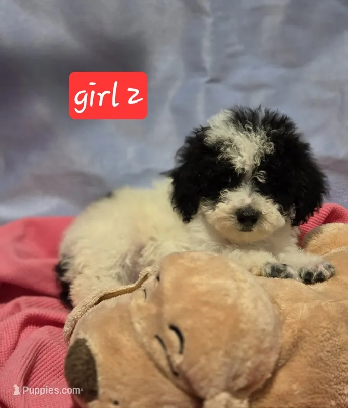 Marley 2 – Poodle - Toy  puppy for sale in Aiken, SC