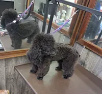 AKC/CKC Black female, a male Poodle - Toy  for sale in Aiken, SC – 3 of 4