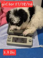 Marley 2, a female Poodle - Toy  for sale in Aiken, SC – 2 of 3