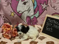 Marley 2, a female Poodle - Toy  for sale in Aiken, SC – 3 of 3