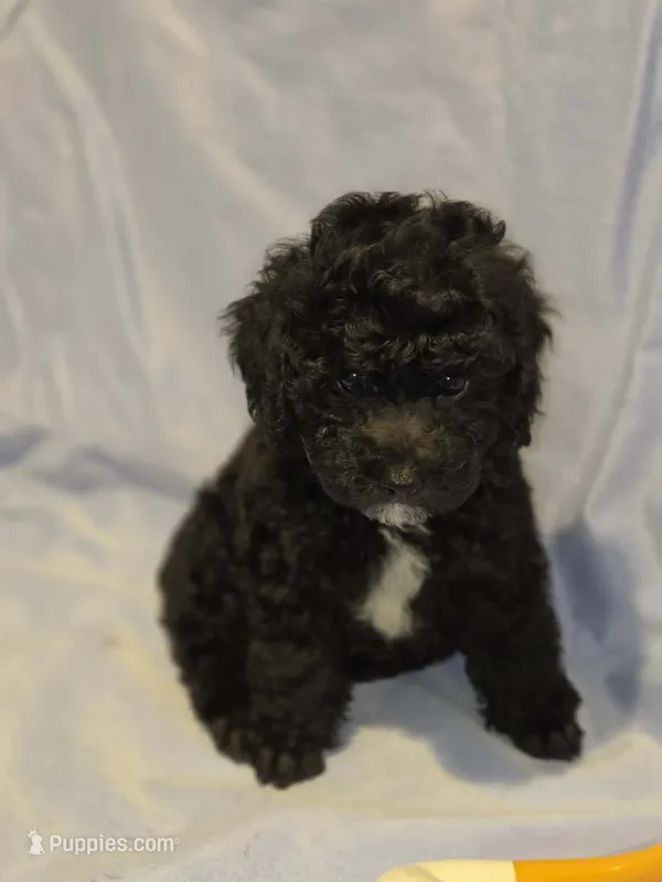 Delilah ~  Boy  CKC  on hold  – Poodle - Toy  puppy on hold in Aiken, SC