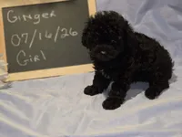 AKC Full reg, Toy girl, a female Poodle - Toy  for sale in Aiken, SC – 1 of 1