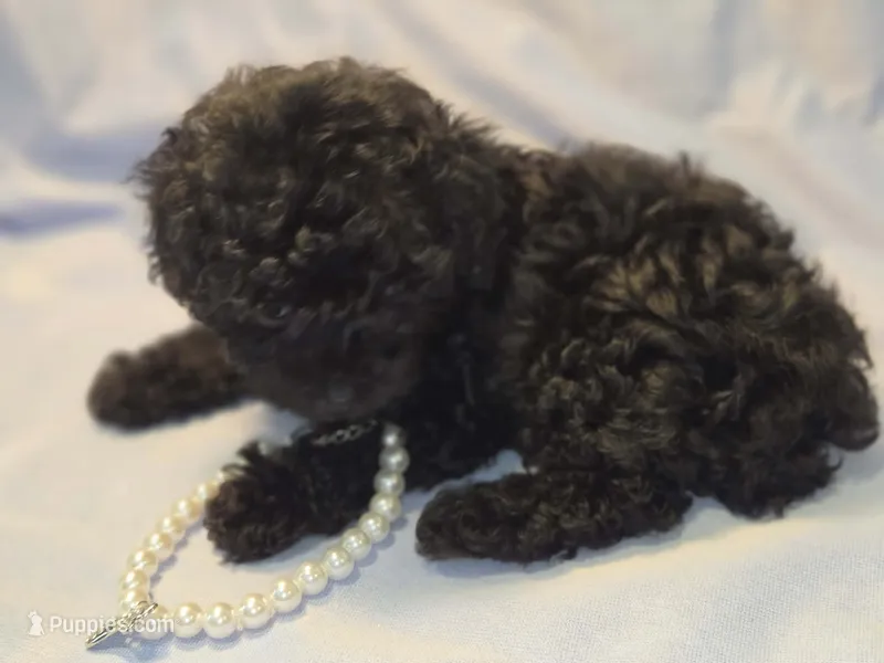 Ginger ~2 ~ AKC – Poodle - Toy  puppy for sale in Aiken, SC