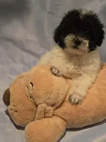 Marley 3 boy, a female Poodle - Toy  for sale in Aiken, SC – 2 of 4