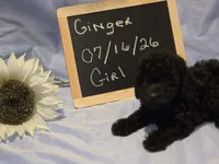 AKC/CKC Black female, a male Poodle - Toy  for sale in Aiken, SC – 2 of 4