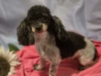 Marley 3 boy, a female Poodle - Toy  for sale in Aiken, SC – 3 of 4