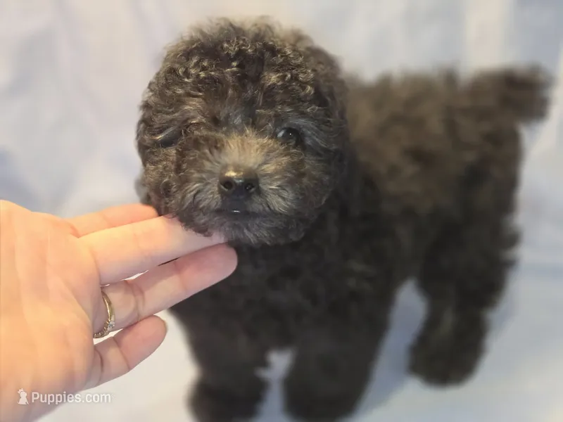 Onyx  – Poodle - Toy  puppy for sale in Aiken, SC
