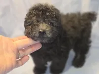 Onyx , a male Poodle - Toy  for sale in Aiken, SC – 1 of 3