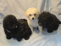 Ginger ~2 ~ AKC, a female Poodle - Toy  for sale in Aiken, SC – 3 of 3