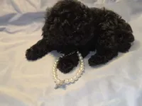 Ginger ~2 ~ AKC, a female Poodle - Toy  for sale in Aiken, SC – 2 of 3