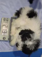 Party Girl  CKC Reg, a female Poodle - Toy  for sale in Aiken, SC – 3 of 5