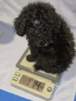 Toy Poodle Black/white patch on chest , a female Poodle - Toy  for sale in Aiken, SC – 2 of 5