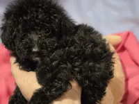 Marley 1, a female Poodle - Toy  for sale in Aiken, SC – 3 of 5