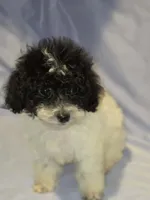 Parti ~ Boy, a male Poodle - Toy  for sale in Aiken, SC – 2 of 6