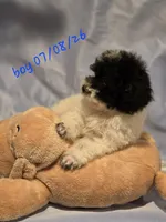 Marley 3 boy, a female Poodle - Toy  for sale in Aiken, SC – 1 of 4