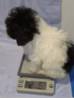Parti ~ Boy, a male Poodle - Toy  for sale in Aiken, SC – 4 of 6