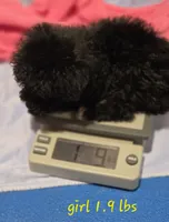 Marley 1, a female Poodle - Toy  for sale in Aiken, SC – 2 of 5