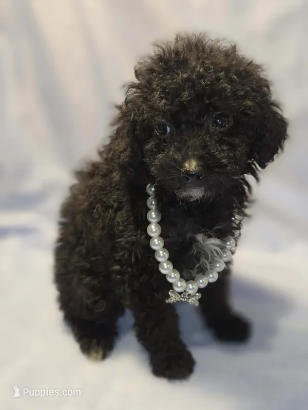Toy Poodle Black/white patch on chest  – Poodle - Toy  puppy for sale in Aiken, SC