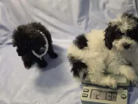 Parti/Girl, a female Poodle - Toy  for sale in Aiken, SC – 2 of 4