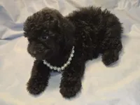 AKC/CKC Black female, a male Poodle - Toy  for sale in Aiken, SC – 1 of 4