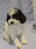 Party Girl  CKC Reg, a female Poodle - Toy  for sale in Aiken, SC – 2 of 5