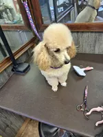 Delilah ~  Boy  CKC  on hold , a male Poodle - Toy  for sale in Aiken, SC – 3 of 4