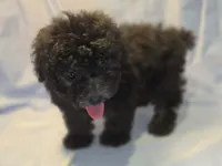 Onyx , a male Poodle - Toy  for sale in Aiken, SC – 2 of 3