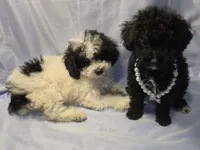 Toy Poodle Black/white patch on chest , a female Poodle - Toy  for sale in Aiken, SC – 3 of 5