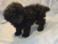 Ginger 1 AKC, a female Poodle - Toy  for sale in Aiken, SC – 2 of 3