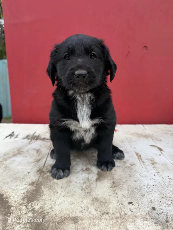 Golden retriever mixed with German Shepard/ border collie 