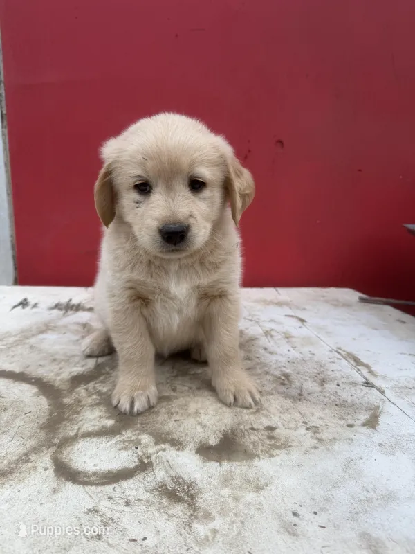 Golden retriever mixed with German Shepard/ border collie 
