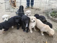 Golden retriever mix with German shepherd / border collie , a male German Shepherd Dog and Golden Retriever for sale in Fontana, CA – Photo 3 of 5