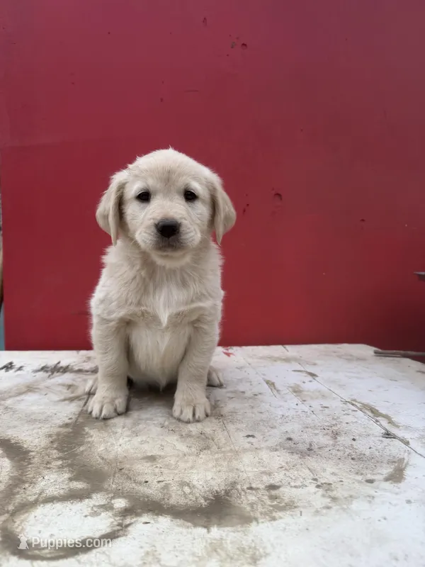 Golden retriever mix with German shepherd / border collie 