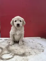 Golden retriever mix with German shepherd / border collie , a male German Shepherd Dog and Golden Retriever for sale in Fontana, CA – Photo 1 of 5