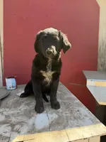 Golden retriever mix with German shepherd / border collie , a female German Shepherd Dog and Golden Retriever for sale in Fontana, CA – Photo 1 of 4