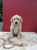 Golden retriever mix with German shepherd / border collie , a male German Shepherd Dog and Golden Retriever for sale in Fontana, CA – Photo 2 of 5