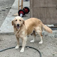 Golden retriever mix with German shepherd / border collie , a female German Shepherd Dog and Golden Retriever for sale in Fontana, CA – Photo 4 of 4