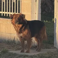 Golden retriever mix with German shepherd / border collie , a female German Shepherd Dog and Golden Retriever for sale in Fontana, CA – Photo 3 of 4