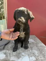 Golden retriever mix with German shepherd / border collie , a female German Shepherd Dog and Golden Retriever for sale in Fontana, CA – Photo 2 of 4